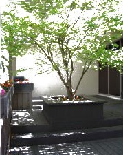 tree_225 tree_225